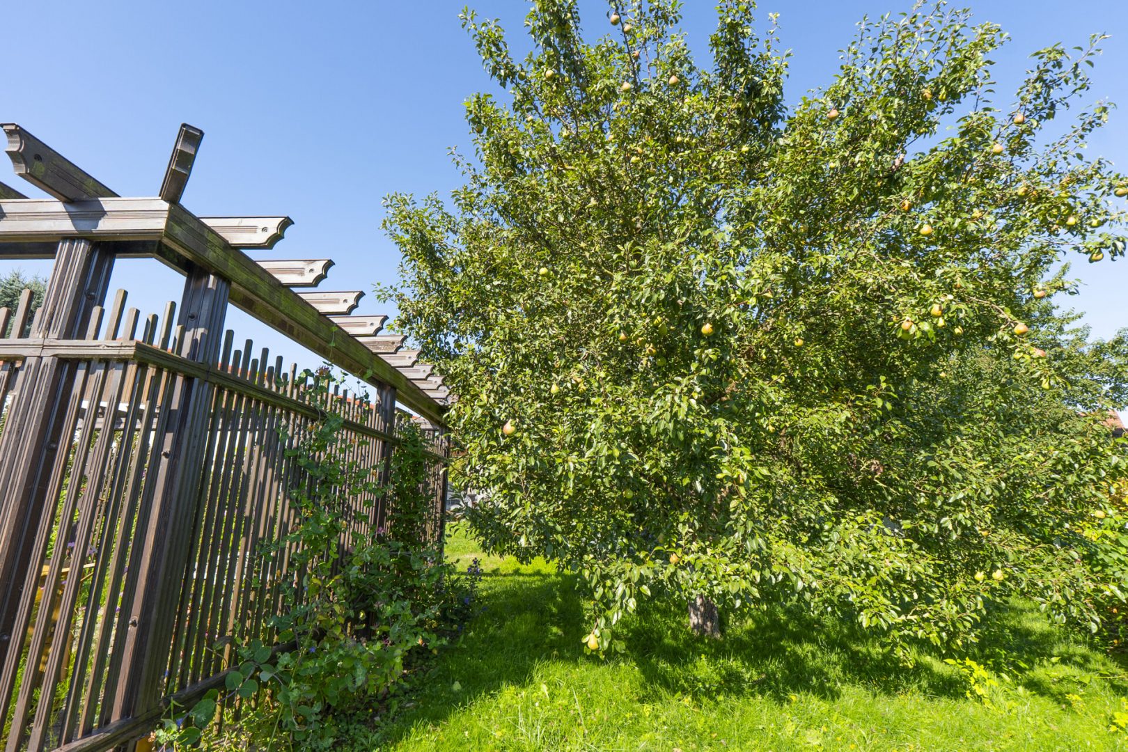 Obstbaum hinter dem Haus
