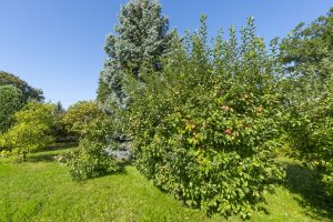 Obstbäume