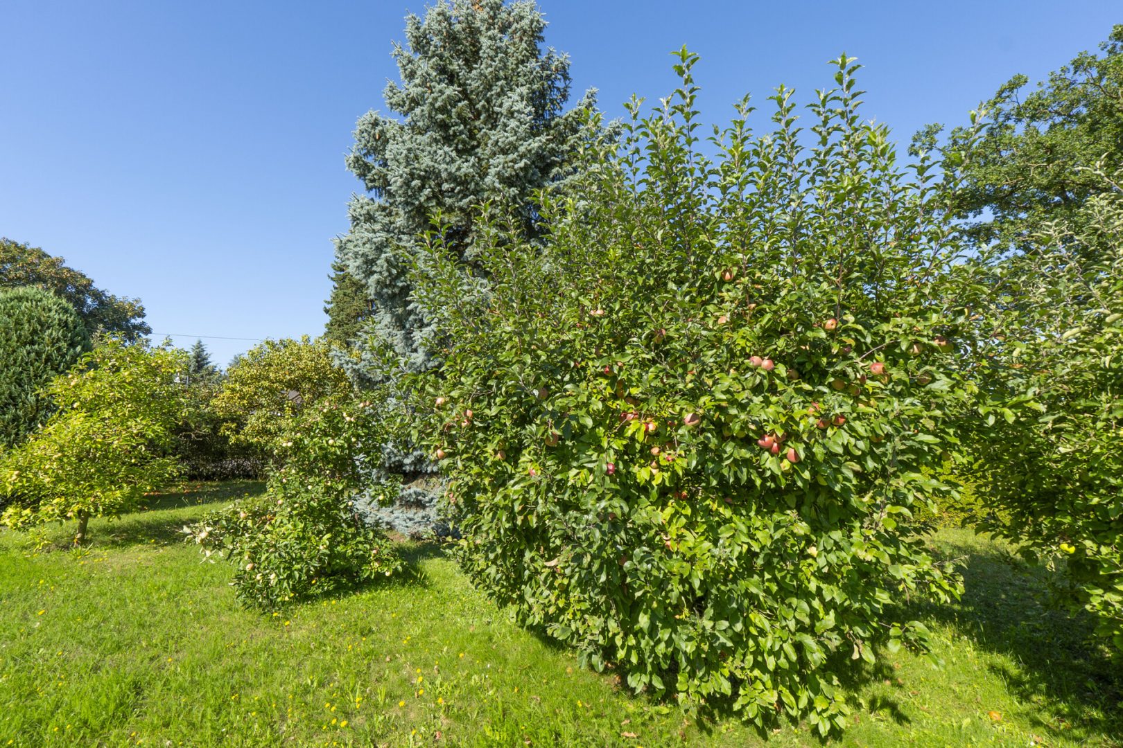 Obstbäume